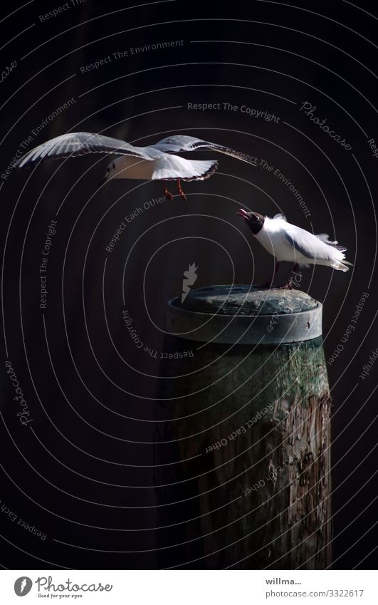 The voyeur Seagull Black-headed gull 2 Pair of animals Flying Stand Observe Marvel Curiosity forsake sb./sth. Bollard Mooring post Pole Wooden stake Harbour