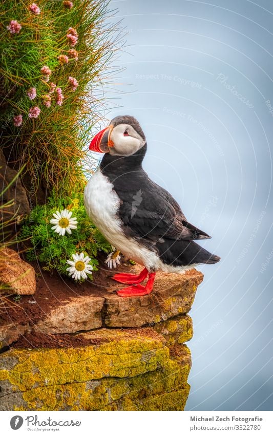 Puffin seabird at the cliffs of Latrabjarg Beautiful Life Vacation & Travel Tourism Summer Ocean Island Nature Animal Grass Rock Coast Bird Stone Stand Small