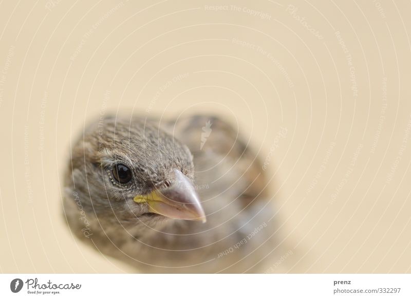 the early bird Environment Nature Animal Wild animal Bird 1 Brown Gray Sparrow Looking Colour photo Exterior shot Deserted Copy Space top Morning