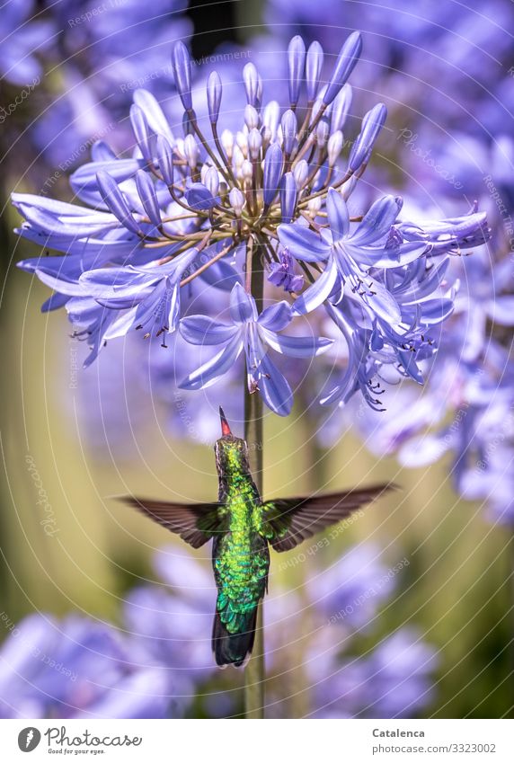 Picaflor; hummingbird in front of a purple flower of agapanthus Nature Plant Animal Summer Flower Blossom Jewelry lilies amaryllidaceae Wild animal Bird