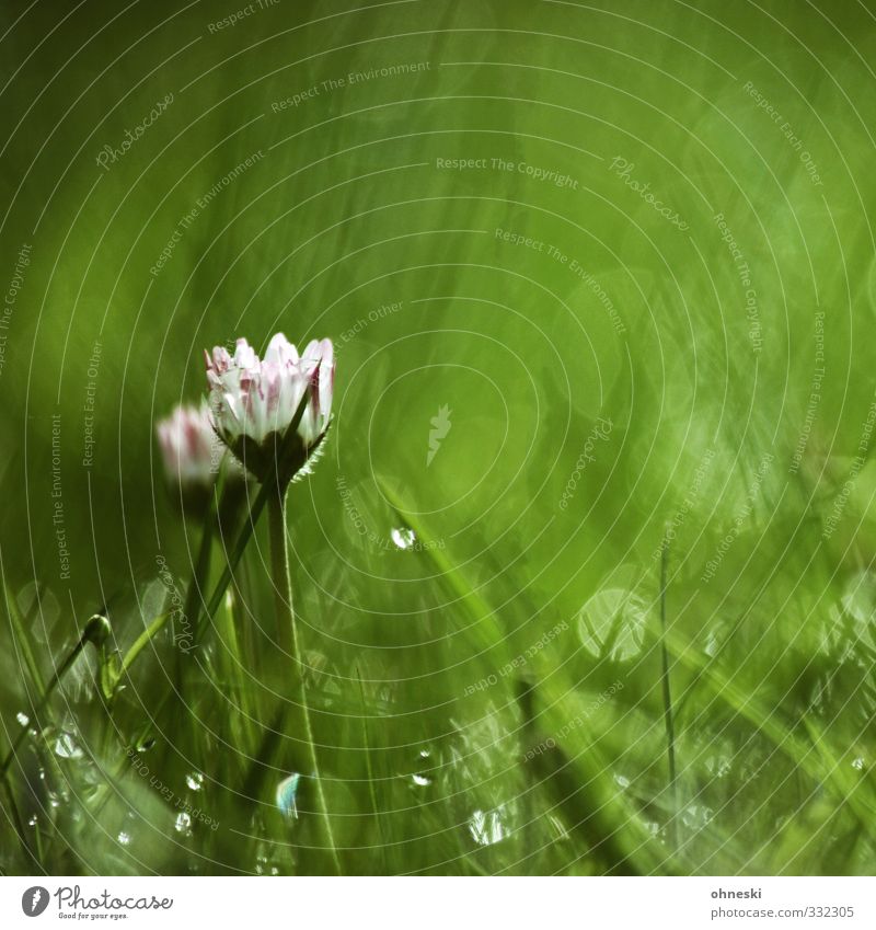 green Drops of water Spring Summer Flower Grass Blossom Daisy Dew Hope Inspiration Life Nature Colour photo Multicoloured Exterior shot Deserted