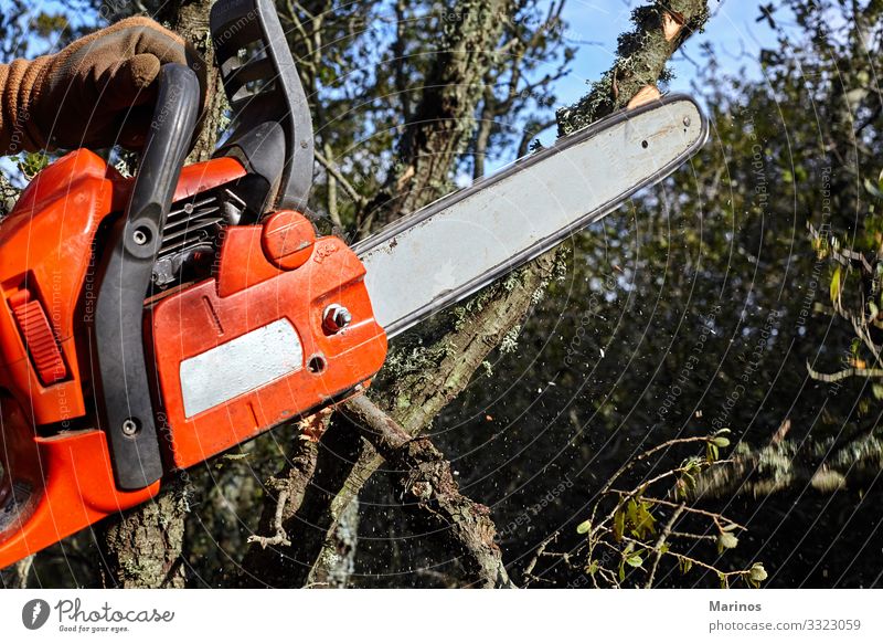 Man cutting trees using an electrical chainsaw in the forest. Work and employment Industry Tool Saw Technology Adults Hand Nature Tree Forest Workwear Might