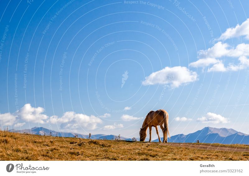 horse on a background of mountains and sky in Georgia Vacation & Travel Tourism Mountain Nature Landscape Plant Animal Sky Clouds Autumn Climate Grass Rock