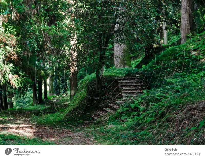 forest with tall trees and stone steps in Georgia Vacation & Travel Tourism Trip Summer Wallpaper Nature Landscape Sky Autumn Climate Warmth Tree Grass Leaf