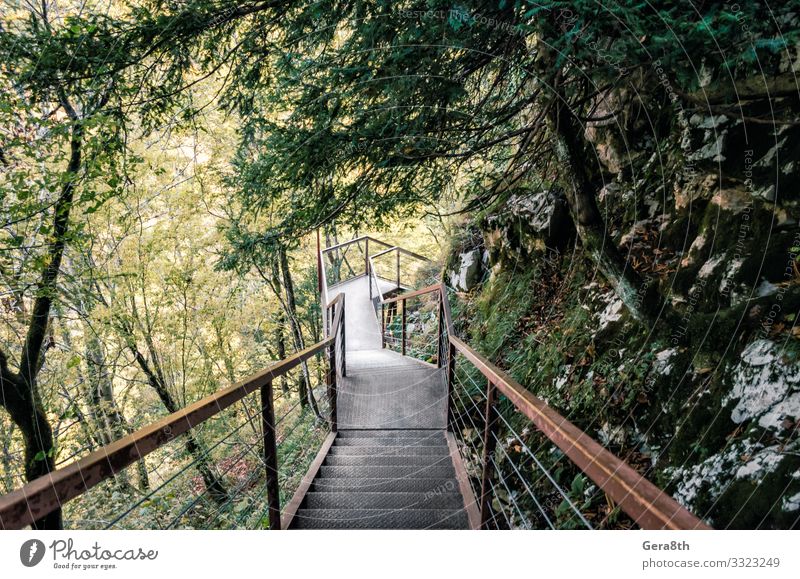 metal stairs in a forest with green trees in a canyon in Georgia Vacation & Travel Tourism Trip Mountain Nature Landscape Plant Autumn Climate Warmth Tree Leaf