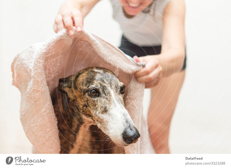 drying the dog with a towel Happy Woman Adults Friendship Pet Dog Small Funny Wet Cute Clean Soft Brown White Delightful background bath bathing Breed care