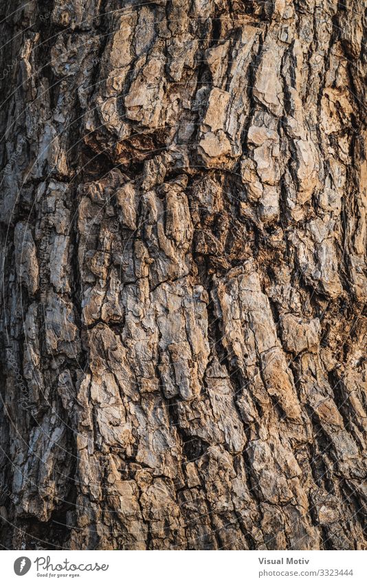 Coral tree bark texture - a Royalty Free Stock Photo from Photocase