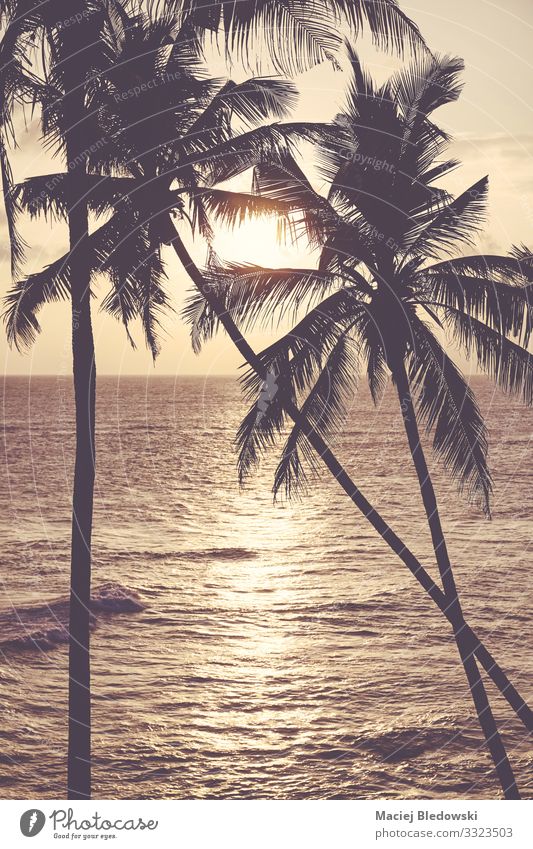Coconut palm trees silhouettes at sunset. Exotic Relaxation Calm Vacation & Travel Tourism Trip Summer Summer vacation Sun Sunbathing Beach Ocean Island Nature
