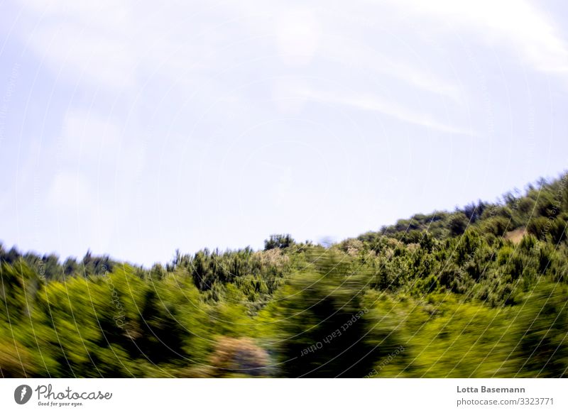 Forest on the move Environment Nature Landscape Plant Animal Sky Sunlight Summer Beautiful weather Tree Leaf Foliage plant Natural Wild Mountain In transit