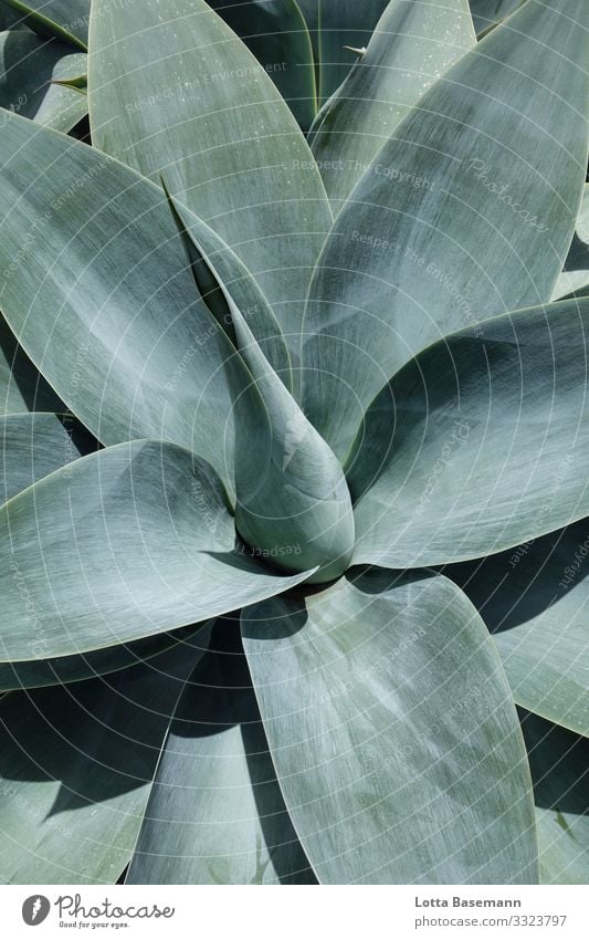 agave Environment Nature Landscape Plant Animal Cactus Leaf Agave Esthetic Exotic Beautiful Point Blue Gray Green Contentment Moody Middle Balance Natural