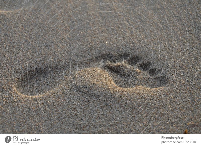 Footprint on the beach Personal hygiene Summer Summer vacation Sun Beach Ocean Hiking Swimming & Bathing Feminine Young woman Youth (Young adults) Mother Adults