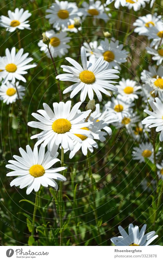 Summer meadow with daisies Fragrance Garden Environment Nature Landscape Plant Sunlight Flower Blossom Wild plant Park Meadow Blossoming Faded Esthetic Joy