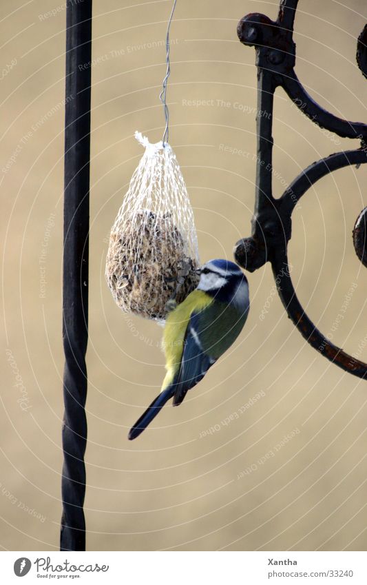 Blue Tit Bird Tit mouse Birdseed feed dumplings Feed To feed Love of animals Nature Exterior shot Grating Fence Deserted Appetite Day