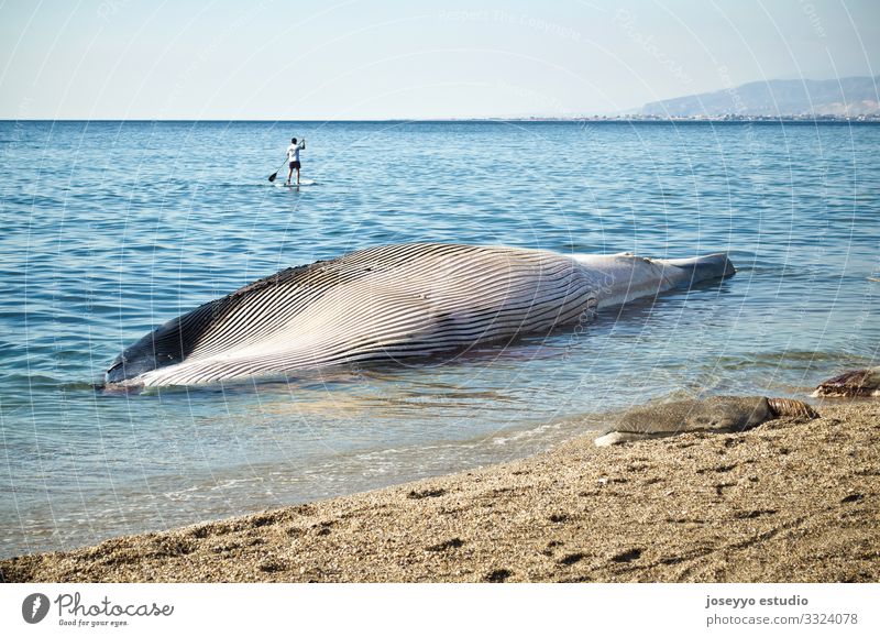 Rorqual whale stranded on the shore of a sandy beach balaenopteridae Beach beached Blue Body cape cetacean Coast Death Disaster Fin hump Mammal