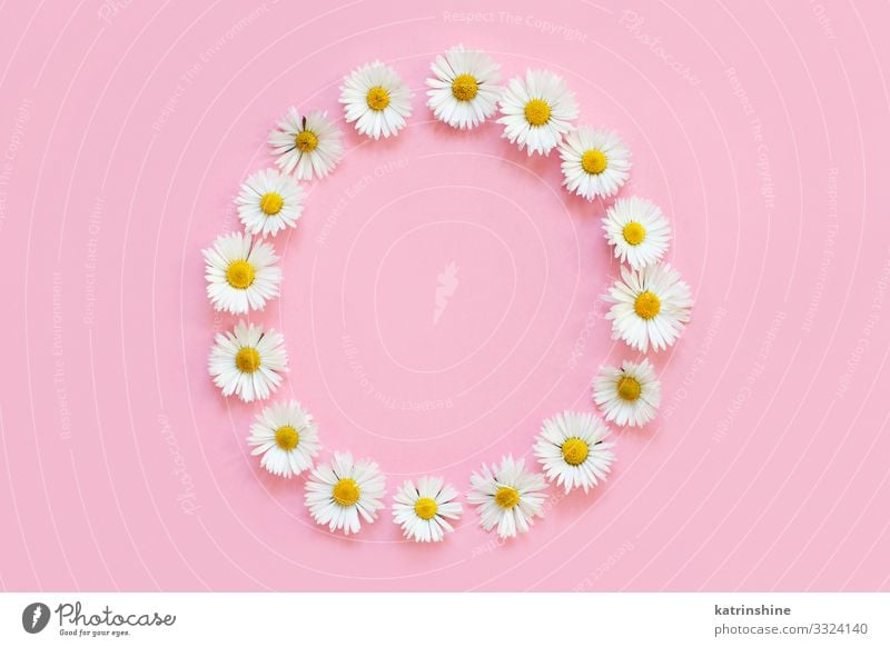 Frame made of white daisies on a light pink background Design Decoration Wedding Woman Adults Mother Flower Love Above Pink White Creativity daisy frame