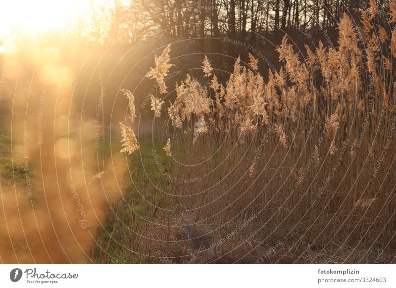 tall grasses in the evening sunlight Grass grass fronds Nature Illuminate Faded Growth Fragrance Warmth Gold Moody Romance Grief Apocalyptic sentiment Calm