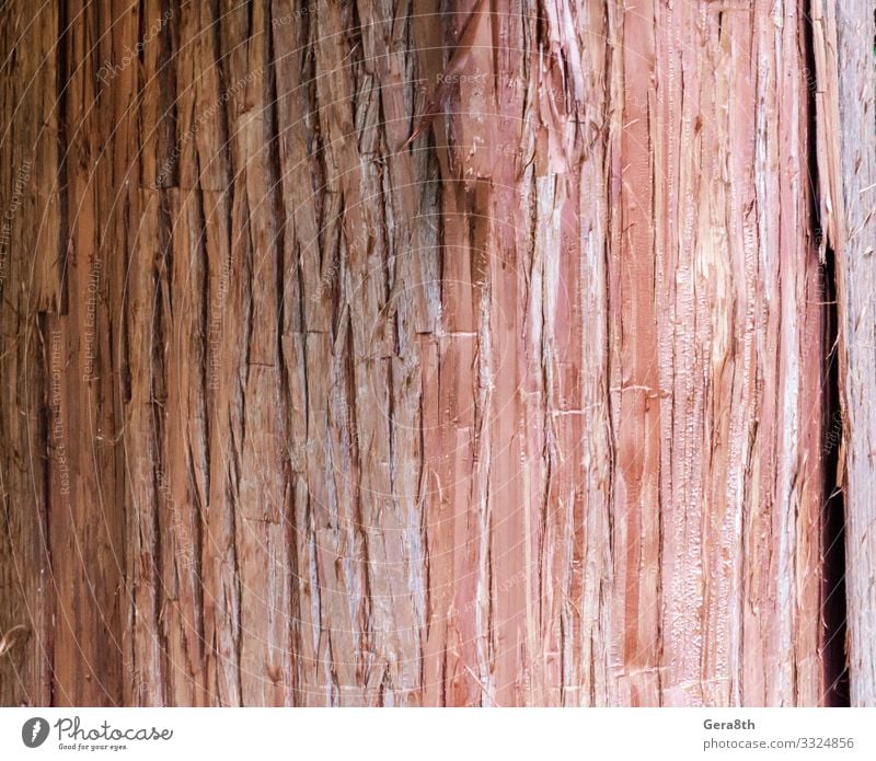 natural tree trunk texture pattern close up - a Royalty Free Stock Photo  from Photocase