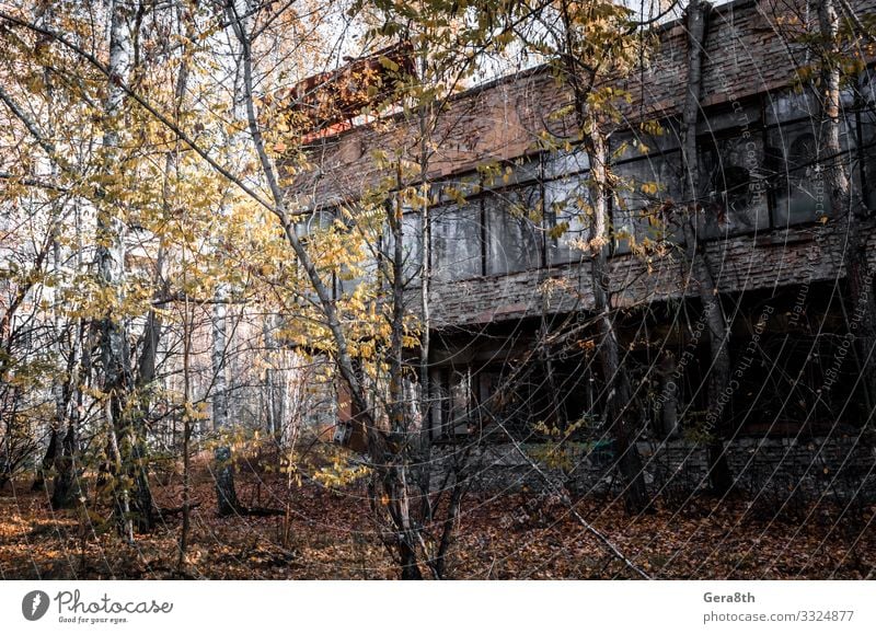 ruins of a brick house in the city of Chernobyl Ukraine Vacation & Travel Tourism Trip House (Residential Structure) Plant Autumn Tree Grass Leaf Ruin Building
