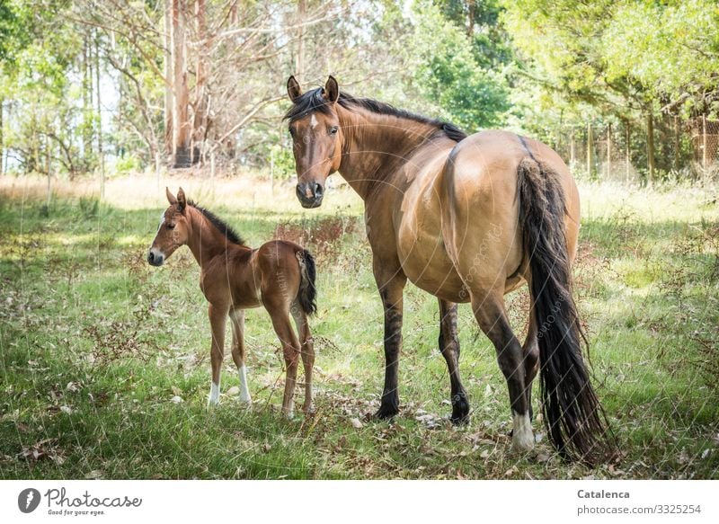 Mother and daughter, mare and foal in the pasture Nature flora fauna Animal Farm animal Horse paddock Foal Plant Meadow Willow tree trees eucalyptus Grass Sky