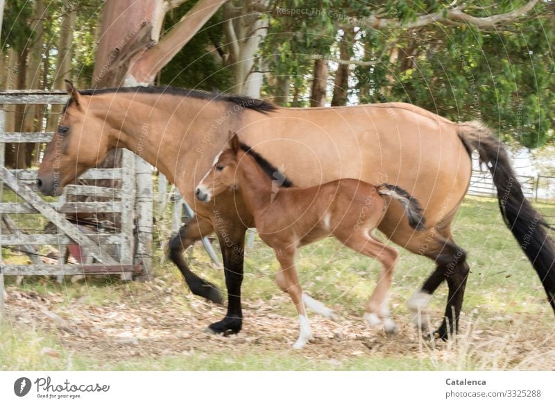 Mother and daughter, mare and her newborn foal Summer Tree Grass Eucalyptus tree Meadow eucalyptus forest Farm animal Horse Foal Dun (horse) 2 Animal