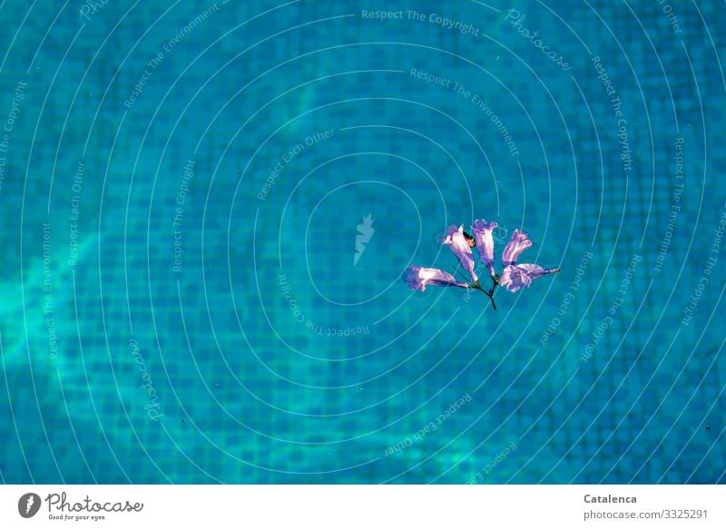 A purple Jacaranda flower floats on the turquoise water of the pool, you can see the mosaic tiles at the bottom swimming pools Swimming & Bathing Swimming pool