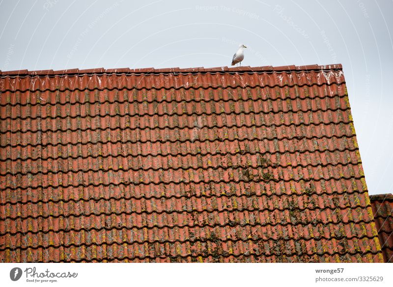 Gull on the roof Roof Tiled roof Animal Wild animal Bird Seagull 1 Observe Looking Wait Maritime Brown Gray Red Vantage point Appetite Colour photo