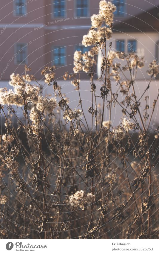 Faded in the city Plant Sunlight Winter Beautiful weather Bushes Small Town Outskirts Facade Blossoming Discover Relaxation Going To enjoy To dry up Happy