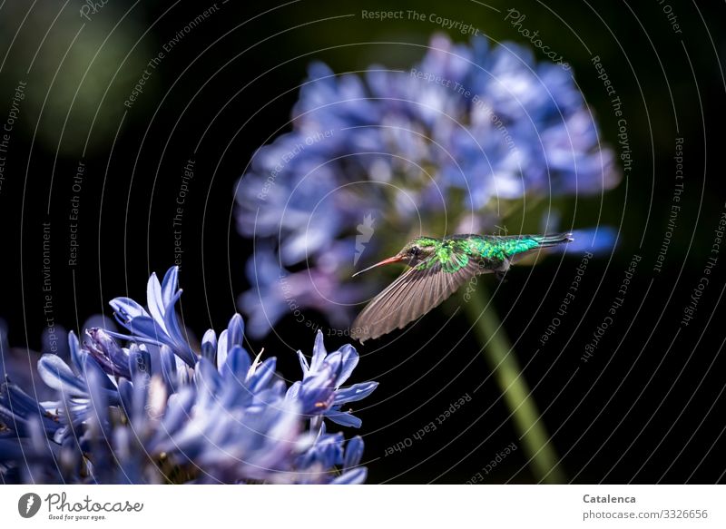 Hummingbird flies towards an agapanthus Summer Plant Flower Blossom Ornamental Lily Garden Park Wild animal Bird Hummingbirds 1 Animal Movement Flying To feed