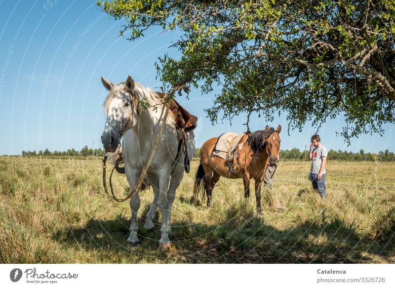 Horses and their riders stand waiting in the high grass daylight Day Beautiful weather Grass Sky Horizon Farm animal Animal Nature Landscape Plant Summer