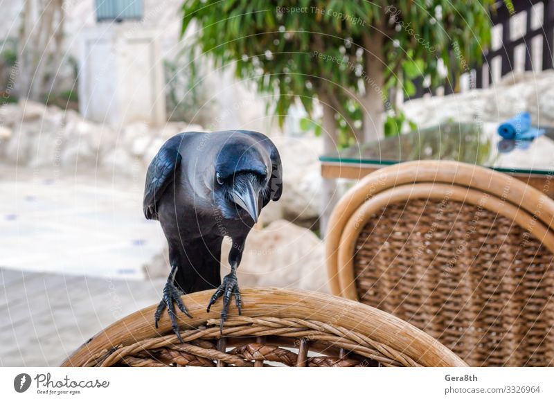 black raven sitting on a wooden chair Summer Furniture Chair Nature Plant Animal Climate Warmth Tree Street Pet Bird Wood Sit Hot Natural Smart Wild Blue Gray
