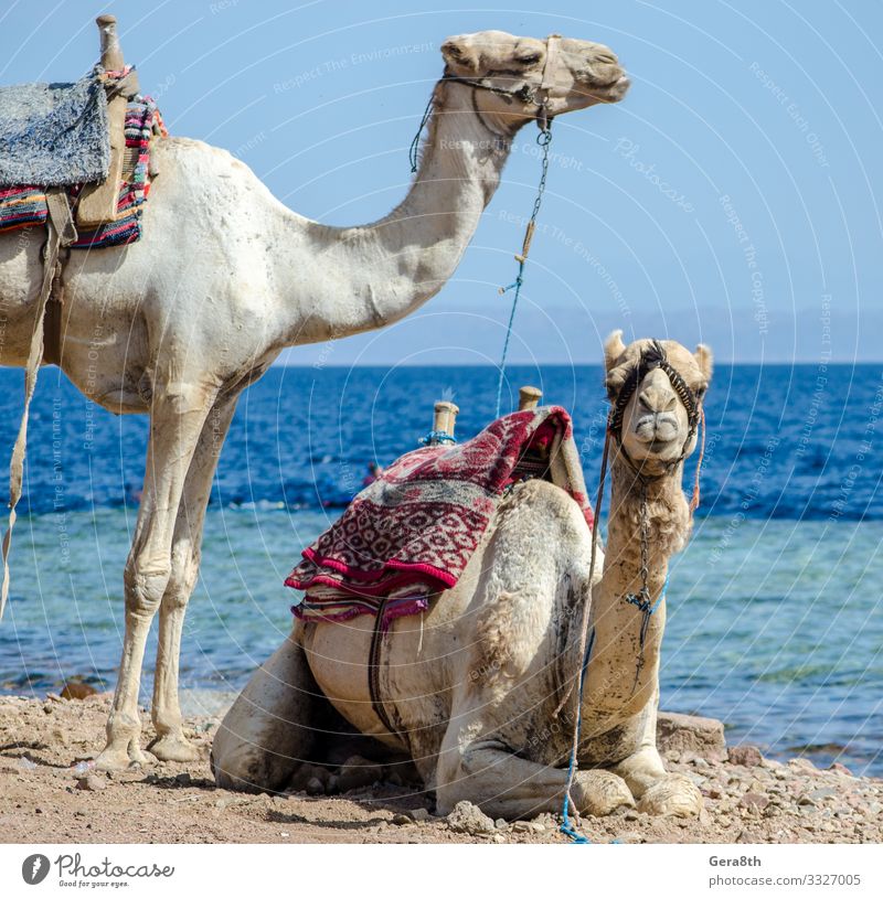 portrait of two camels on coast of sea in Egypt Dahab Exotic Vacation & Travel Tourism Trip Beach Ocean Couple Nature Animal Sand Horizon Coast Transport Pack
