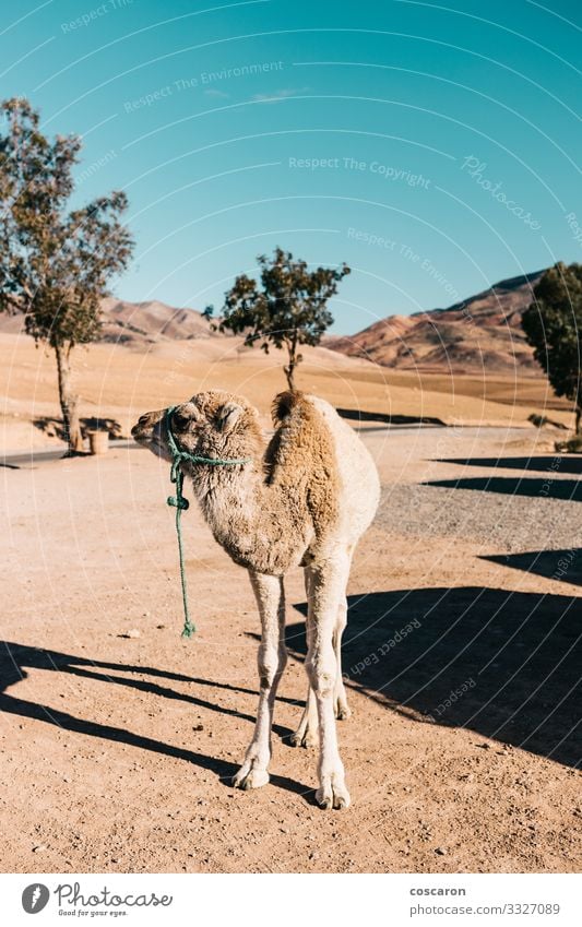 Baby camel alone in the middle of the desert Vacation & Travel Sightseeing Expedition Summer Summer vacation Sun Infancy Nature Landscape Animal Sand Sunlight