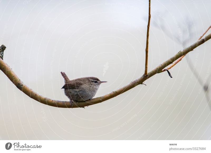 An inconspicuous wren sits on a branch Nature Wild animal Bird 1 Animal Small Soft Troglodytes troglodytes troglodytes copy space cuddly cuddly soft feathers