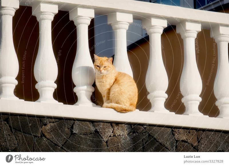 Red cat Animal Pet Cat 1 Wait Tall Beautiful Curiosity Tabby cat Red Tiger Colour photo Subdued colour Exterior shot Copy Space left Copy Space right