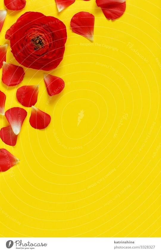 Red flowers and petals on a yellow background - a Royalty Free Stock Photo  from Photocase