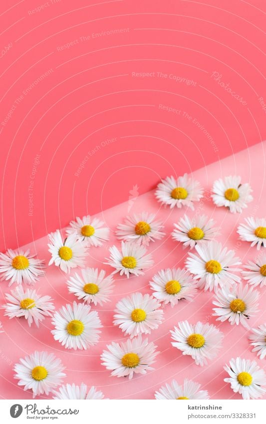 White daisies on a pink background Design Decoration Wedding Woman Adults Mother Flower Love Pink Creativity daisy Blossom leave romantic light pink
