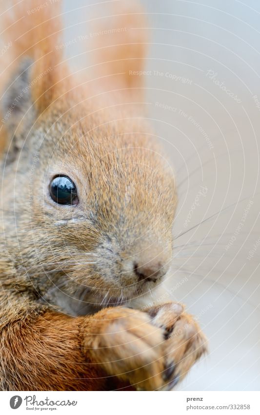 Very close Environment Nature Animal Wild animal 1 Brown Gray Squirrel Close-up Colour photo Exterior shot Deserted Copy Space right Day Shallow depth of field