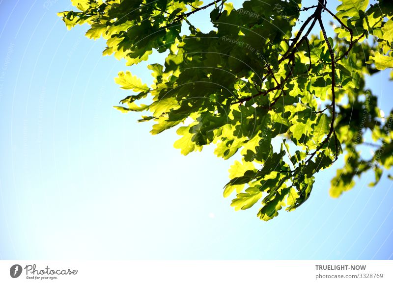 The power of nature can be seen in the partial view of an oak tree in spring with fresh green oak leaves on the branch, which is illuminated by the spring sun against a light blue sky.