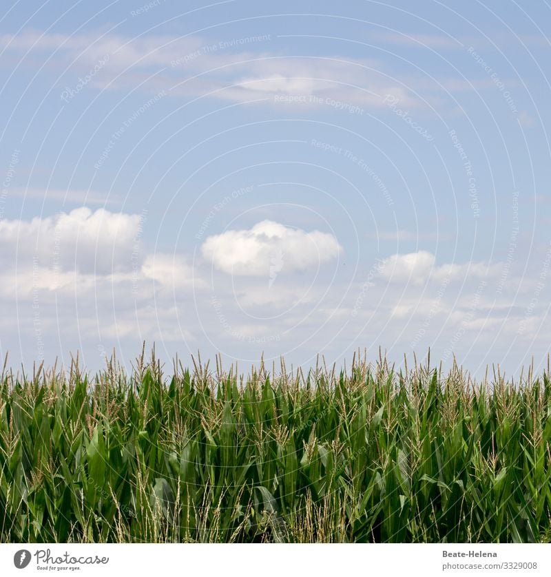 Pretty green 4 Grass Grass green Green Meadow Nature Exterior shot Grass meadow Sky Clouds