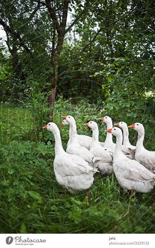 geese Nature Landscape Plant Tree Grass Bushes Meadow Animal Farm animal Goose Group of animals Simple Free Together Natural Colour photo Exterior shot Deserted