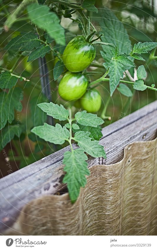 tomatoes Food Vegetable Tomato Nature Plant Leaf Agricultural crop Garden Field Fresh Healthy Natural Green Growth Tomato plantation Colour photo Exterior shot