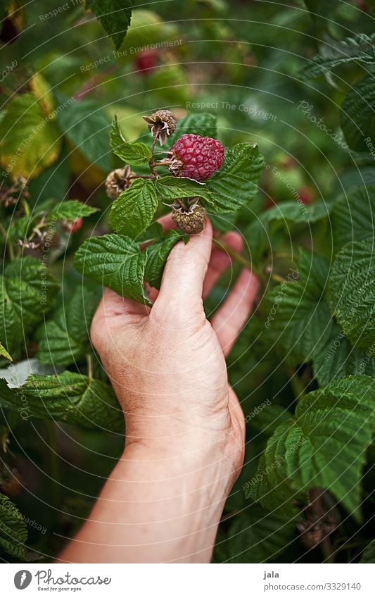 raspberries Food Fruit Raspberry Raspberry bush Work and employment Gardening Agriculture Forestry Hand Fingers Nature Plant Bushes Agricultural crop Growth