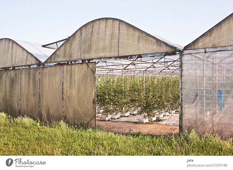 greenhouse Work and employment Profession Gardening Workplace Agriculture Forestry Sky Grass Building Greenhouse Colour photo Exterior shot Deserted Day