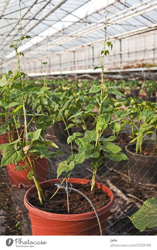 to go to Food Vegetable Gardening Agriculture Forestry Plant Agricultural crop Pot plant Greenhouse Fresh Natural Growth Colour photo Interior shot Deserted Day