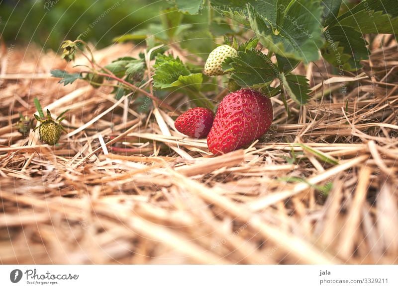 strawberries Food Fruit Strawberry Organic produce Agriculture Forestry Environment Nature Plant Summer Leaf Agricultural crop Fresh Healthy Delicious Natural