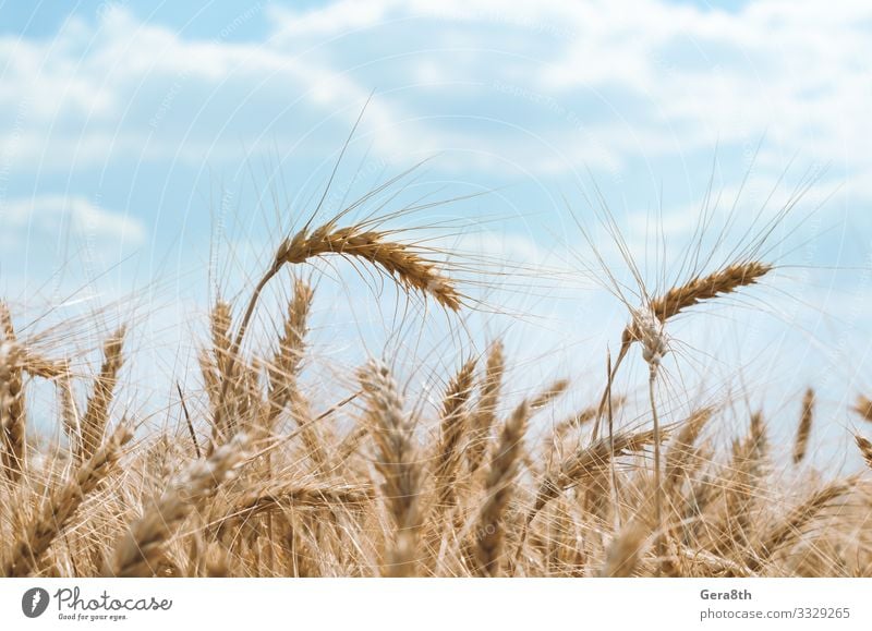 spikelets of wheat on a field on a farm against a blue sky Summer Culture Nature Plant Sky Clouds Climate Leaf Growth Natural Blue White Colour agrarian