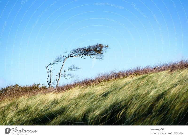 Wind chaser on the west beach Landscape Plant Earth Air Autumn Beautiful weather Tree Grass Bushes Coast Baltic Sea Blue Brown Yellow Green Nature Darss