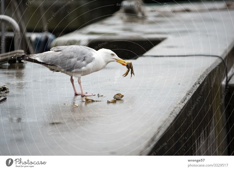 street foot Summer Bad weather Rain Harbour Wild animal Bird Seagull Shrimp 2 Animal To feed Maritime Natural Gray Jetty Part Landscape format Colour photo