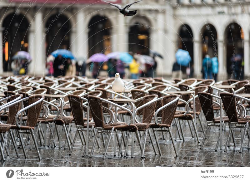 Rain in Venice Weather Bad weather Wind Places Piazza Venezia St. Marks Square Bird Pigeon Seagull Gull birds Chair Umbrella Cold Wet Disappointment Loneliness