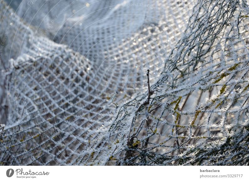 Winter network Plant Ice Frost Garden Fence Net Bright Cold White Climate Nature Network Protection Subdued colour Exterior shot Close-up Detail Abstract